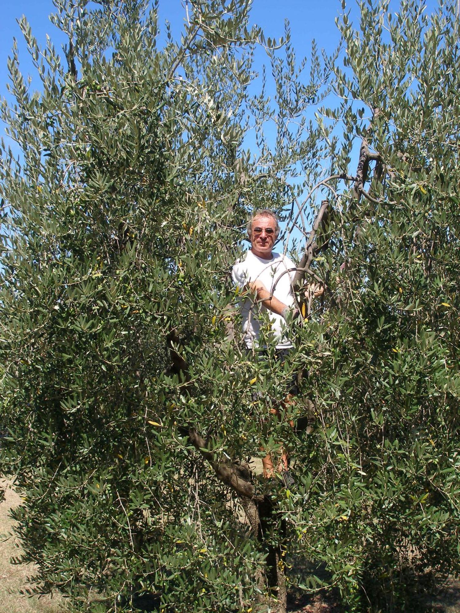 Podere Bellavista San Gimignano Extérieur photo